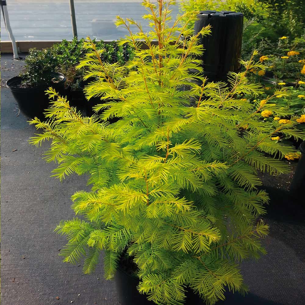 Amber GlowTM Redwood Tree