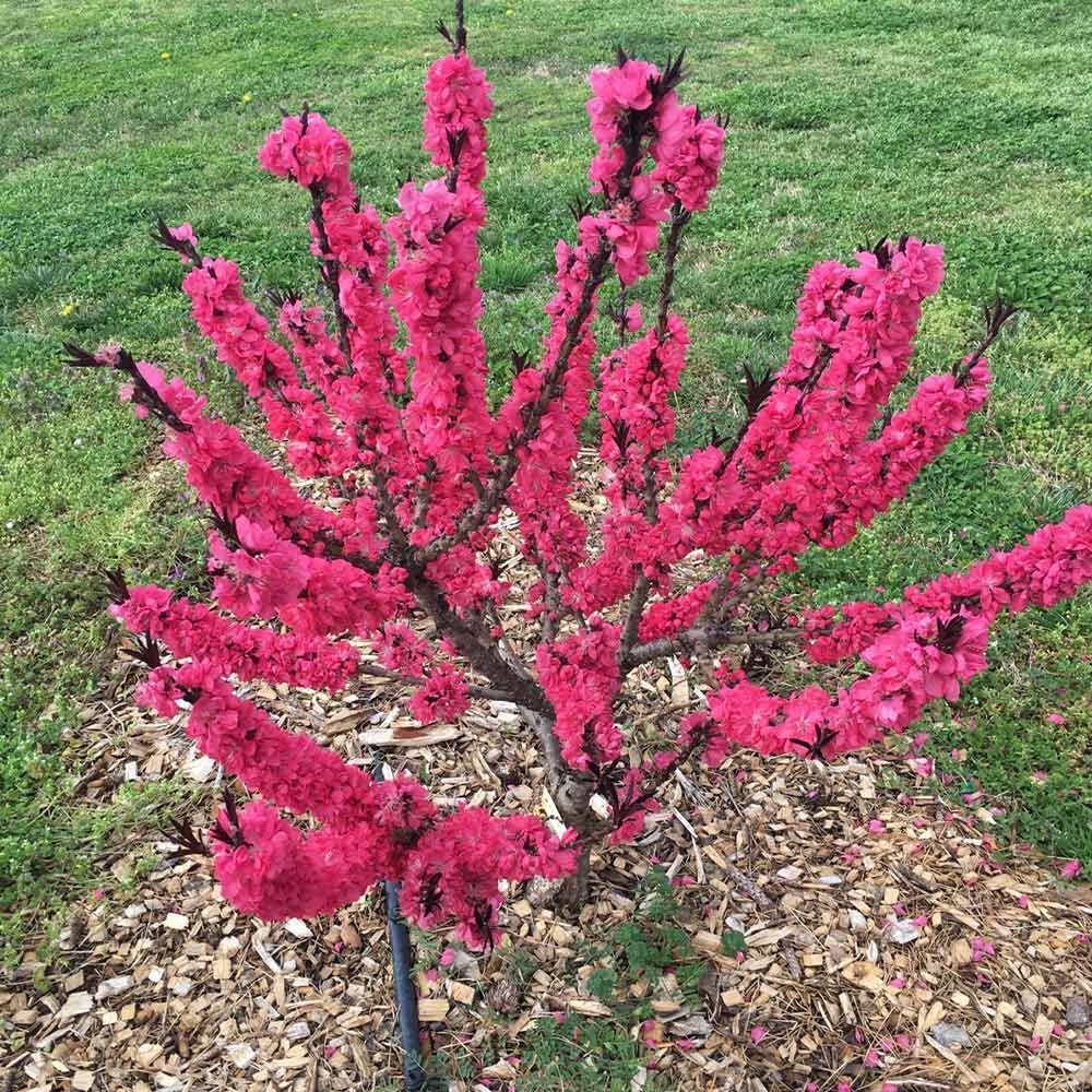Ruby RuffleTM Patio Peach Tree