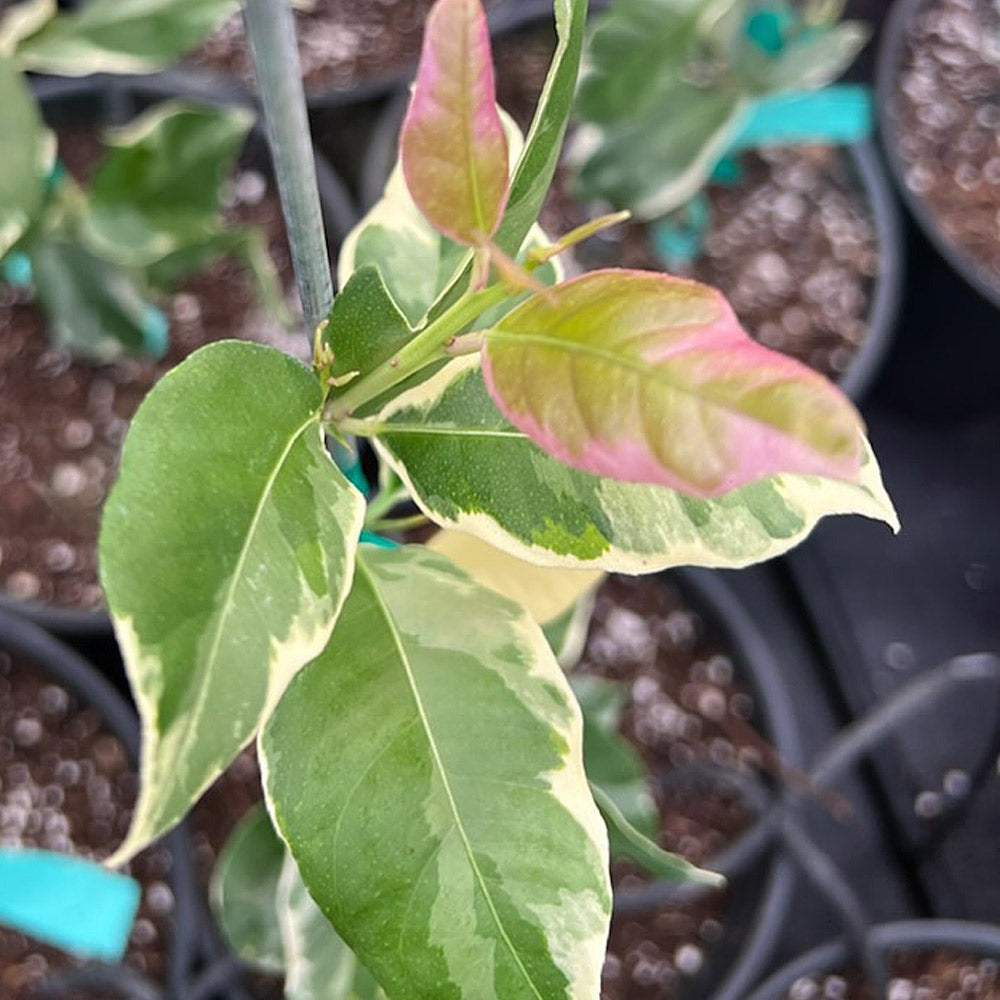 Pink Variegated Eureka Lemon Bush