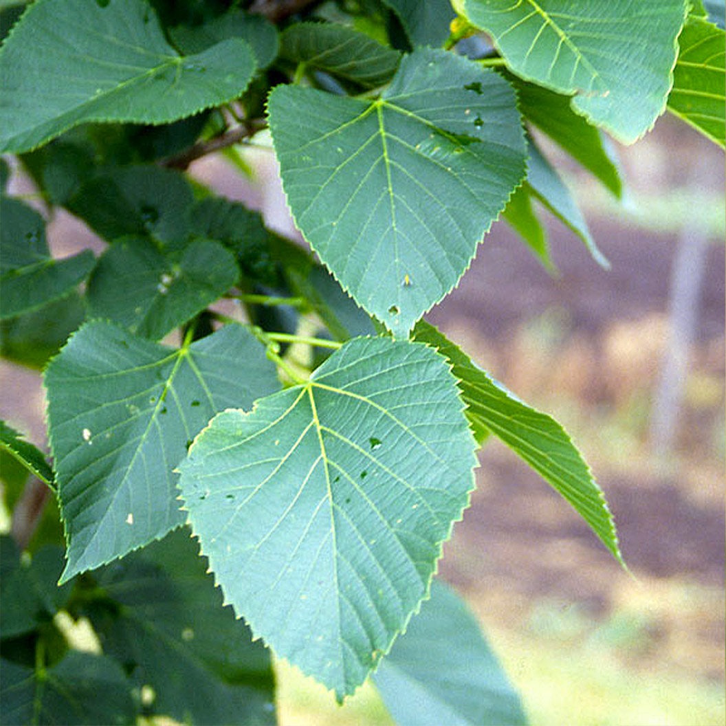 American SentryTM Linden Tree
