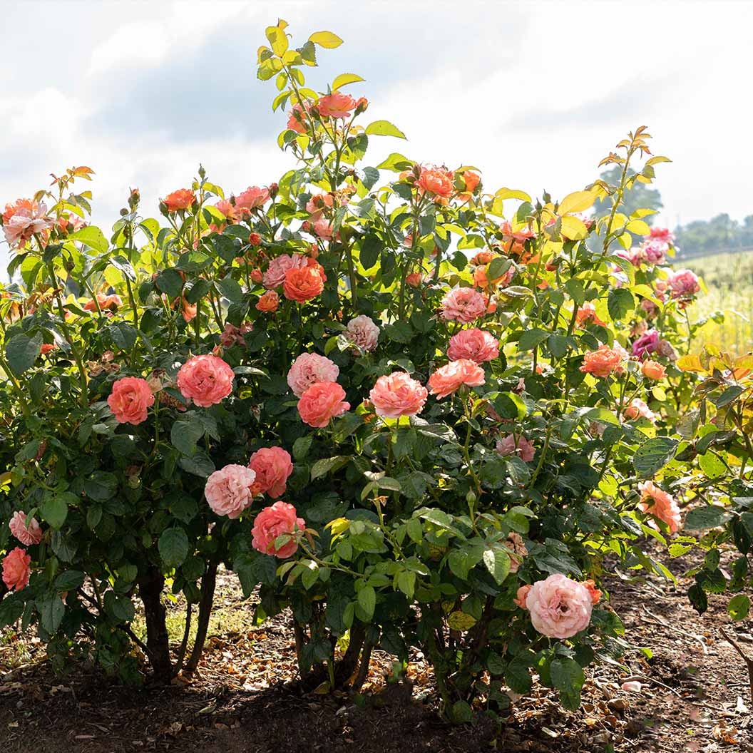 Orange Glow Knock Out® Rose