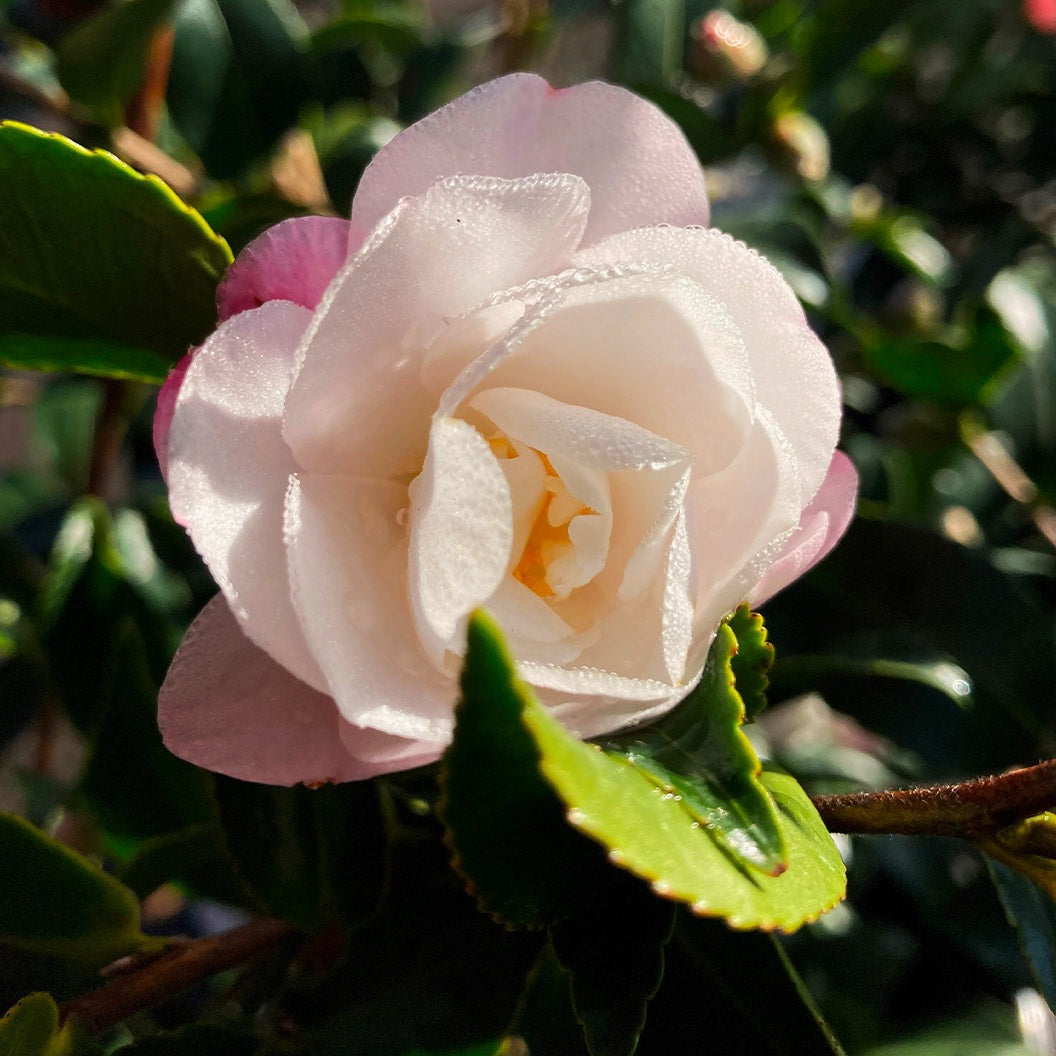 Southern Living® October Magic® OrchidTM Camellia Shrub
