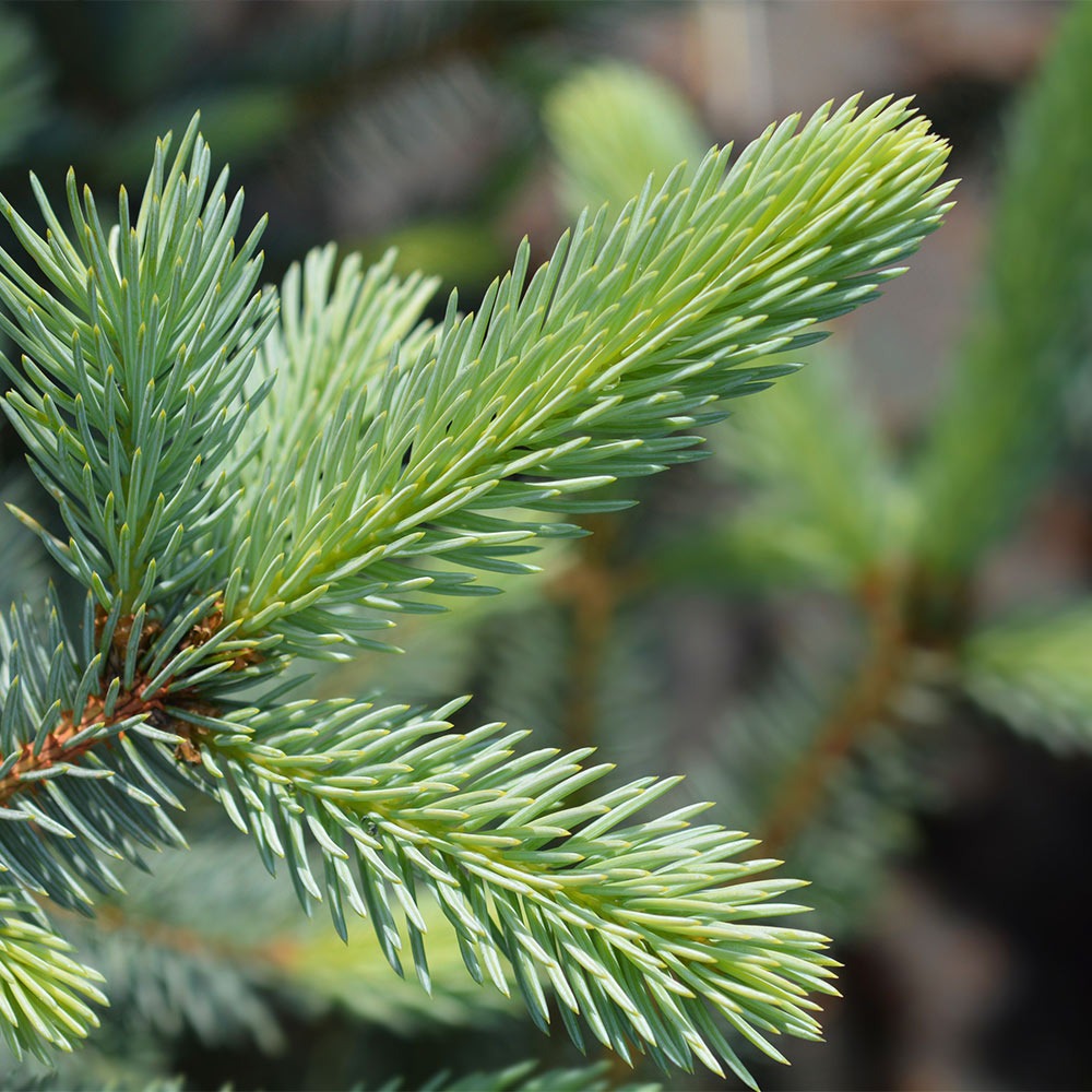 Fat Albert Colorado Blue Spruce Tree