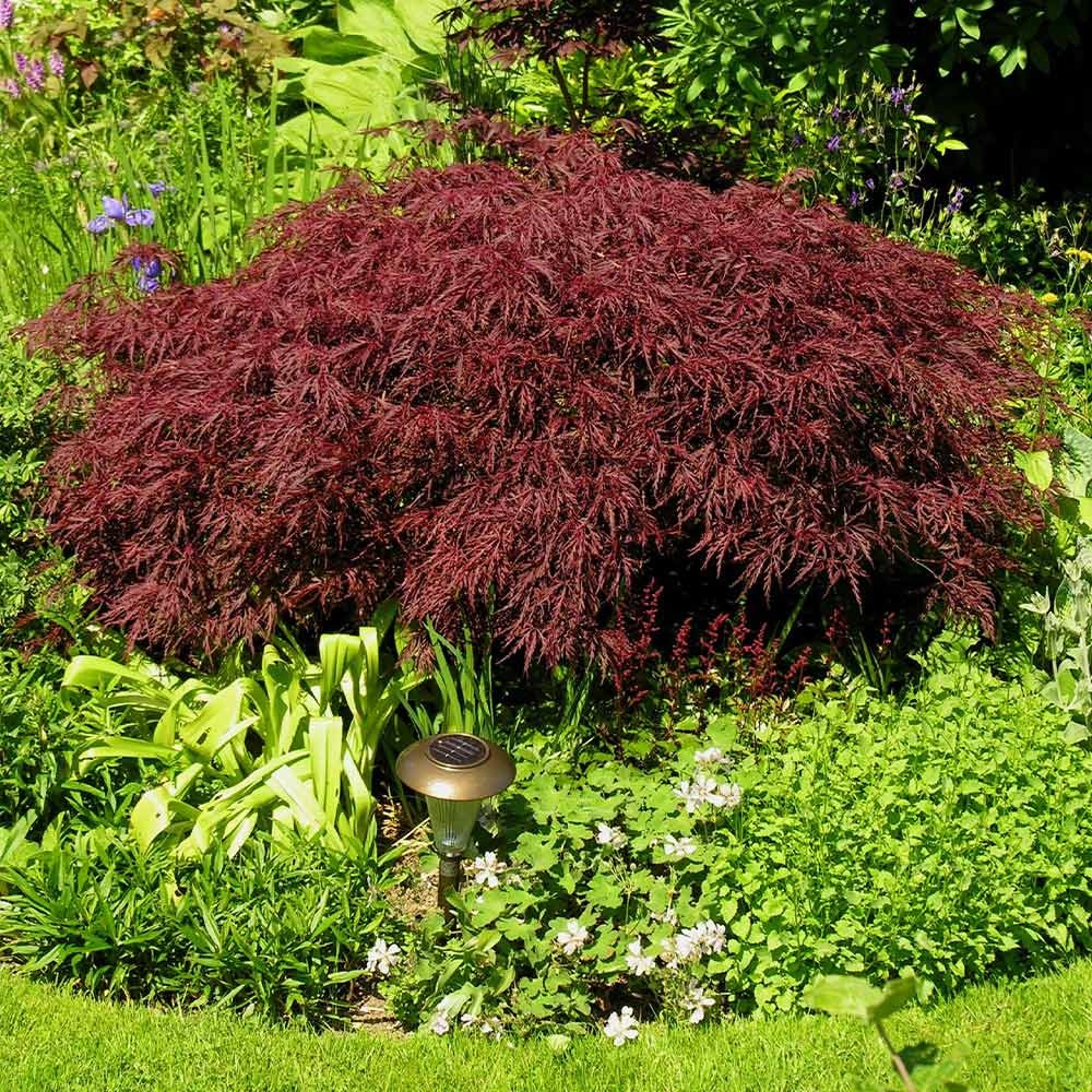 Red Dragon Japanese Maple Tree