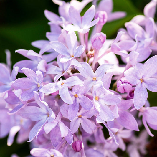 New AgeTM Lavender Syringa Shrub