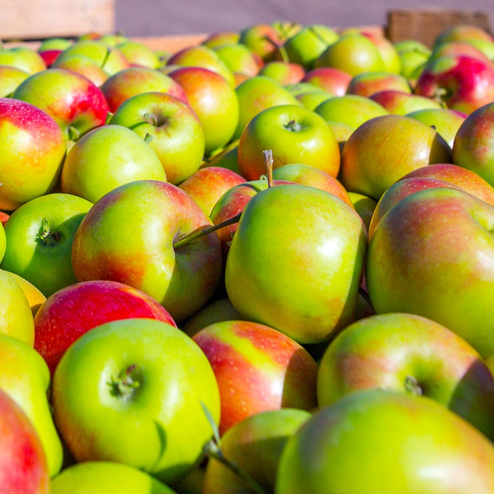Fruit Snacks® Blushing DelightTM Columnar Apple Tree
