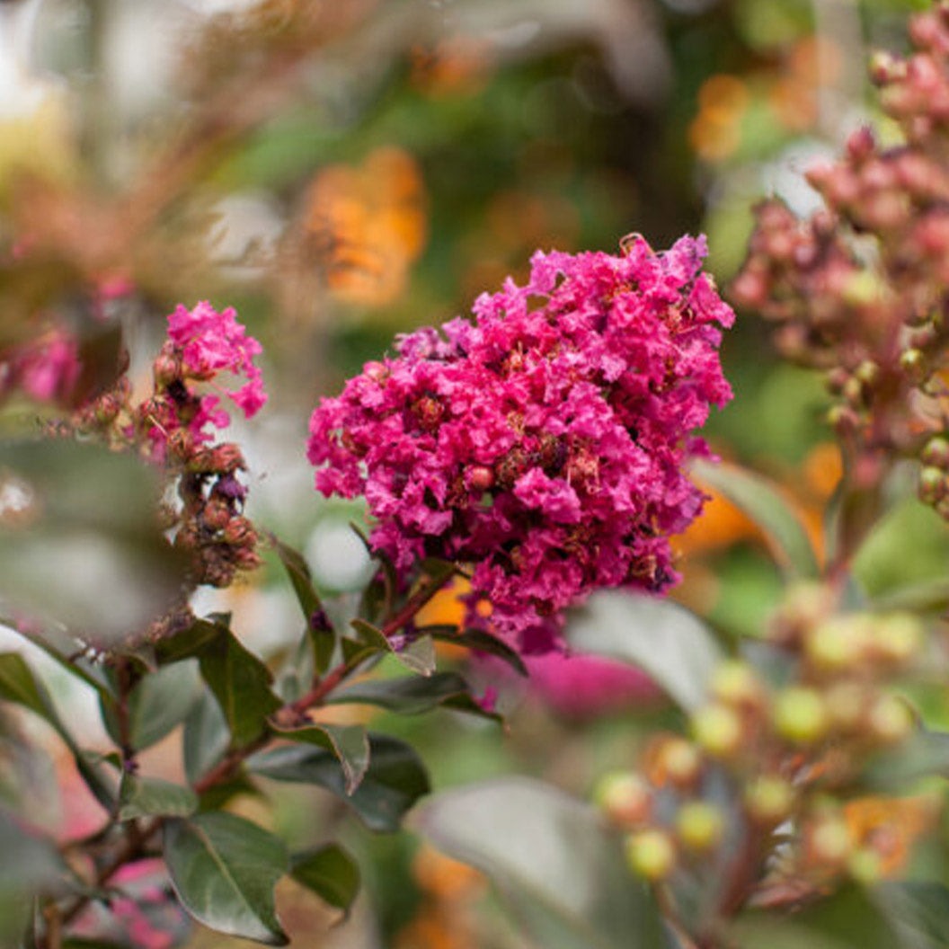 First Editions® Plum MagicTM Crape Myrtle