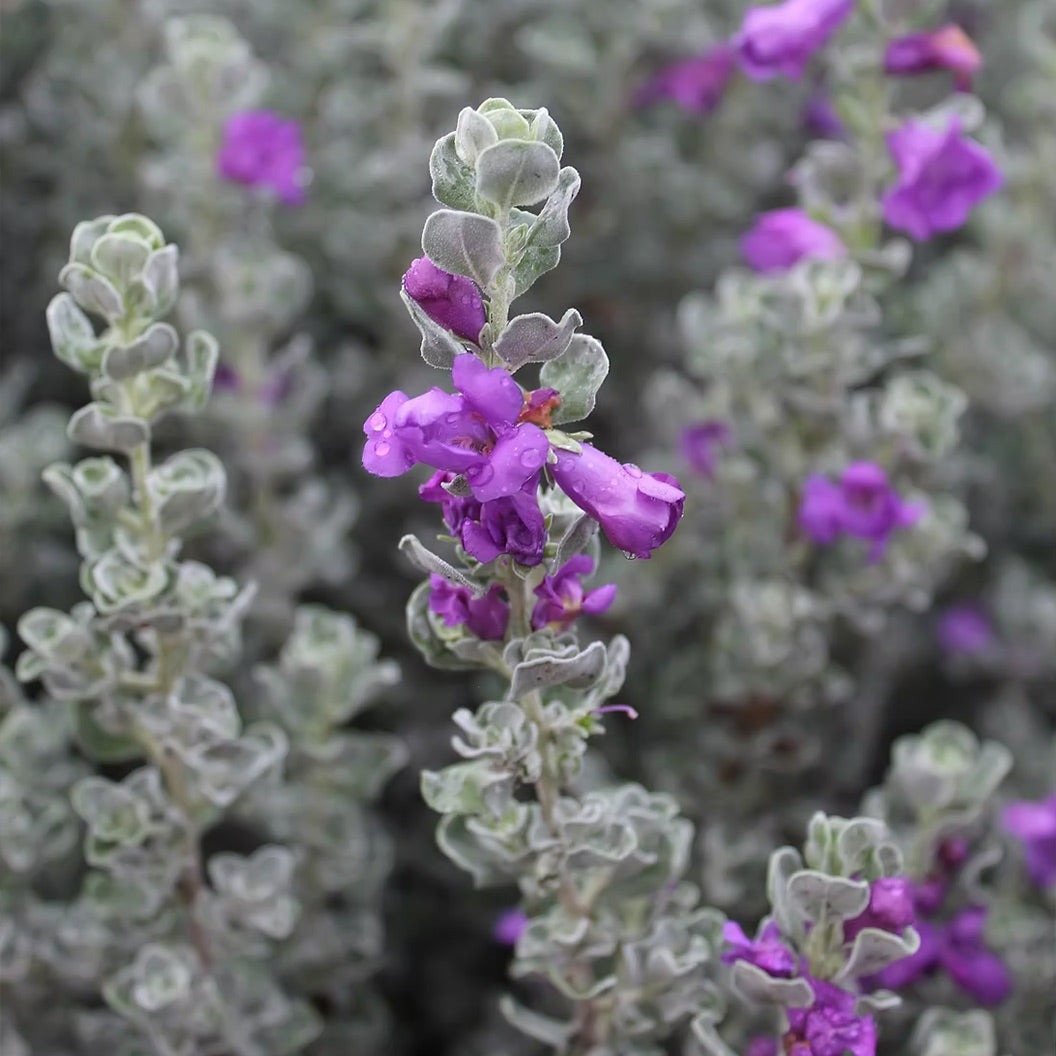 MicroburstTM Texas Sage Shrub