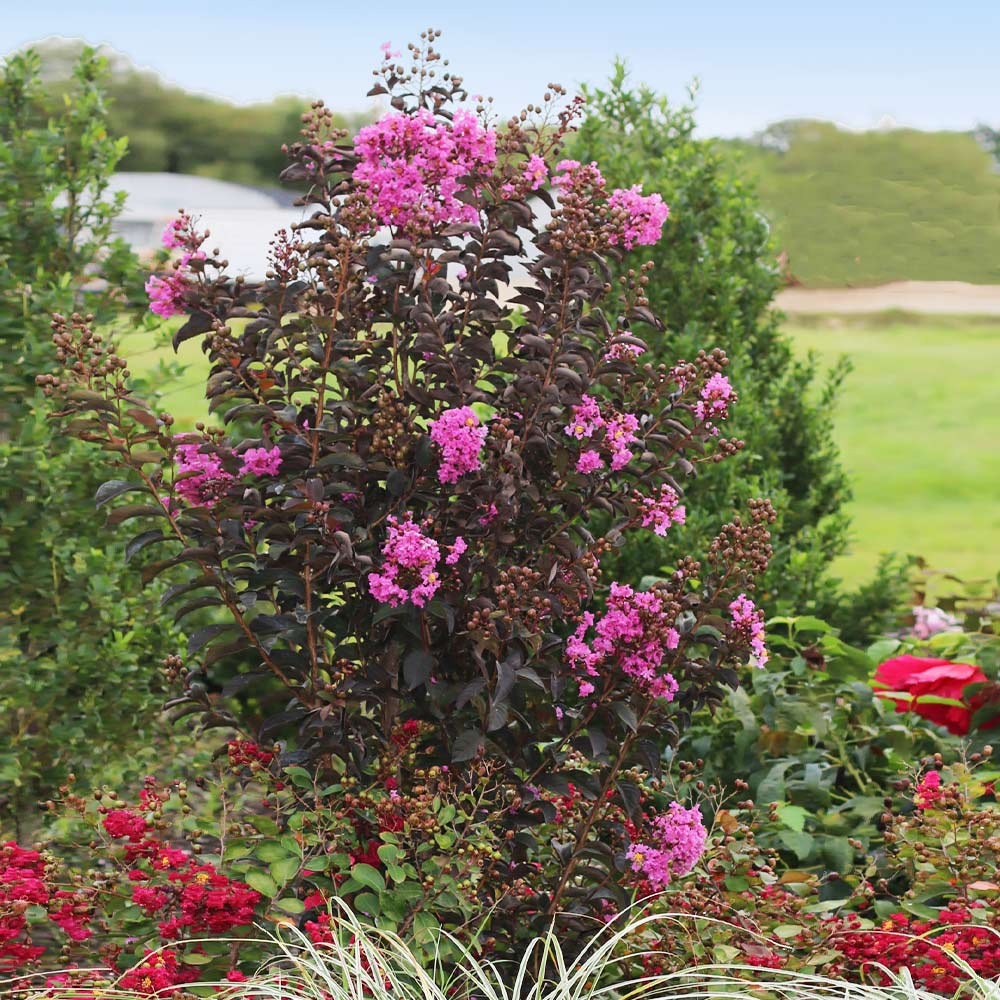 Black Diamond® Purely PurpleTM Crape Myrtle Tree