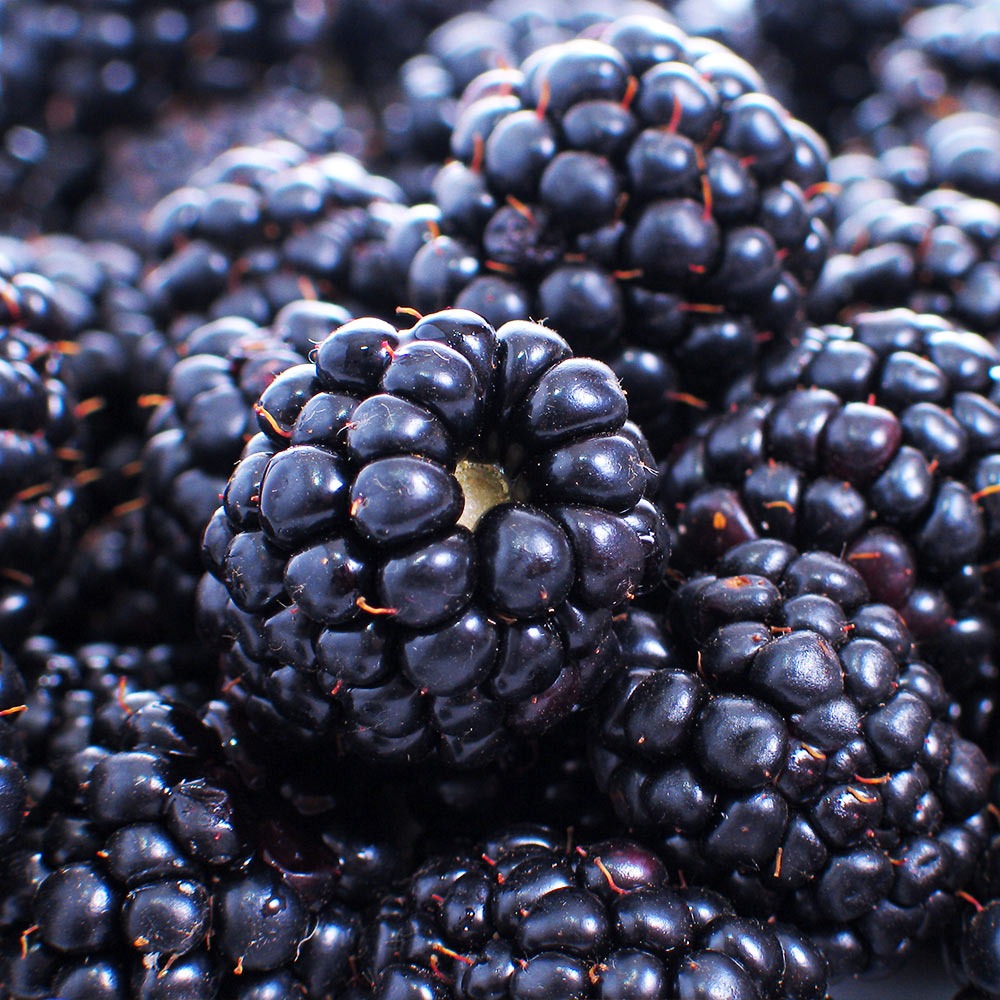 Thornless Blackberry Bush