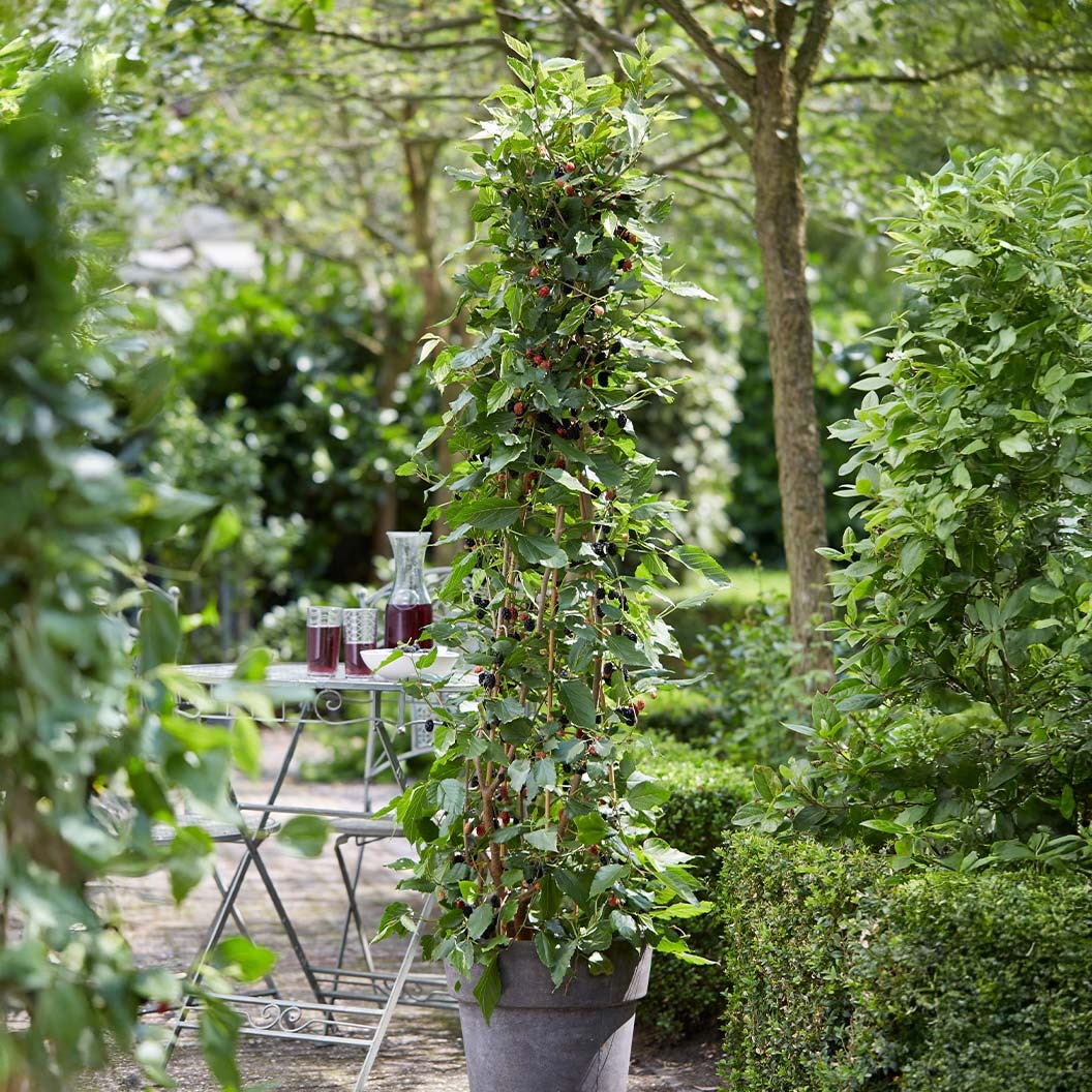 MojoBerry® Mulberry Bush