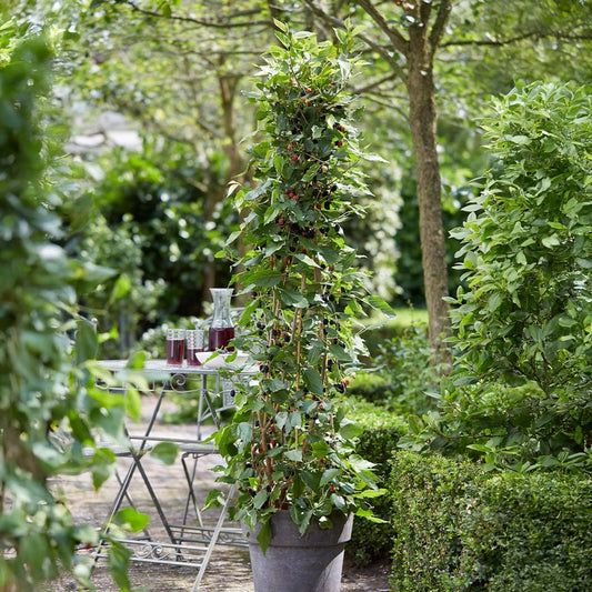 MojoBerry® Mulberry Bush