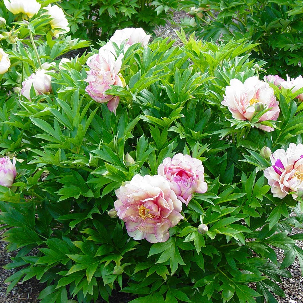 Garden Candy® Simply ScrumptiousTM Itoh Peony Plant