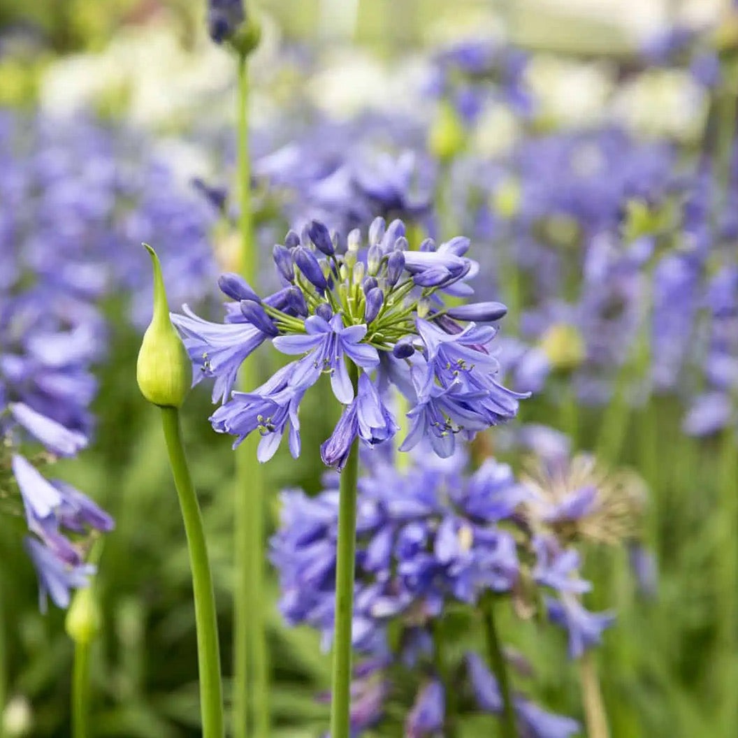 Ever SapphireTM Agapanthus Plant