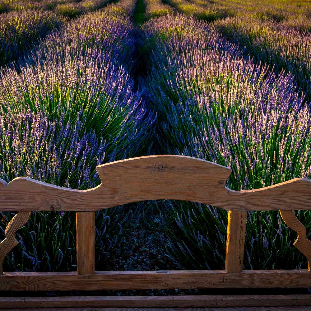 Southern Living® PhenomenalTM Lavender Plant