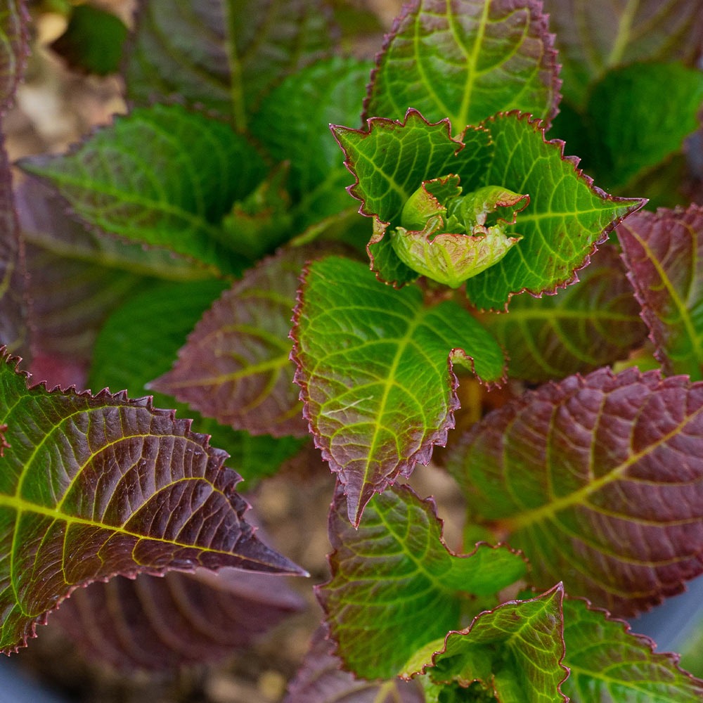 Cherry-Go-RoundTM Hydrangea Shrub