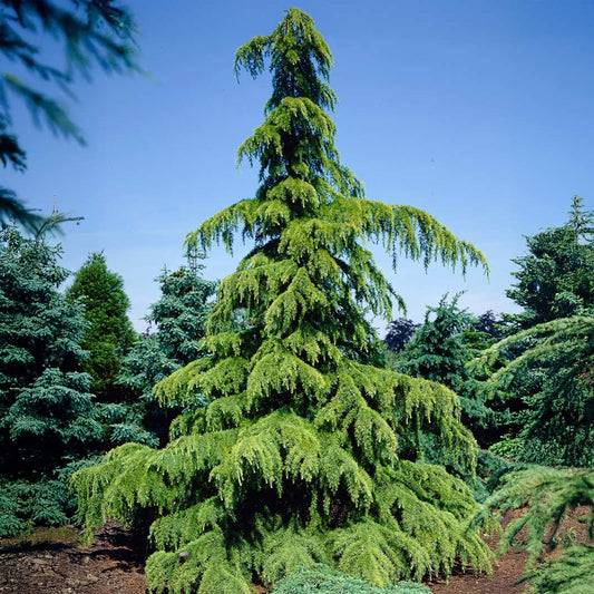 Golden Deodar Cedar Tree