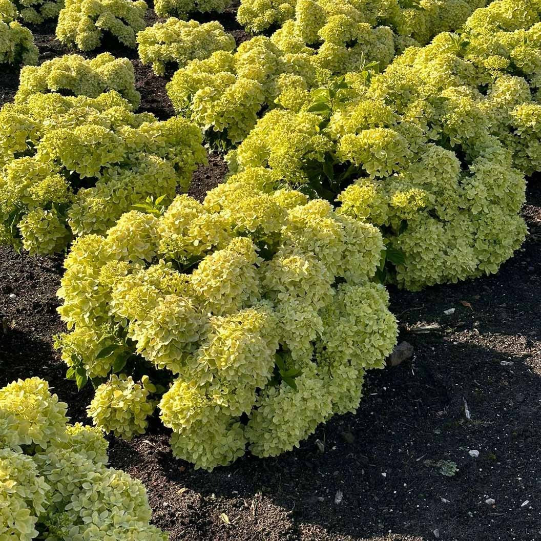 Bubble BathTM Hardy Panicle Hydrangea Shrub