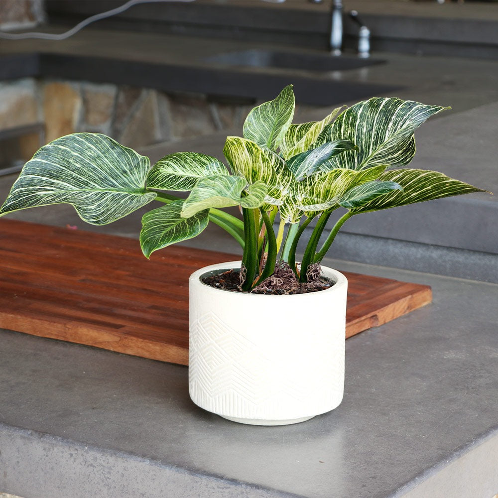 Birkin Philodendron Plant