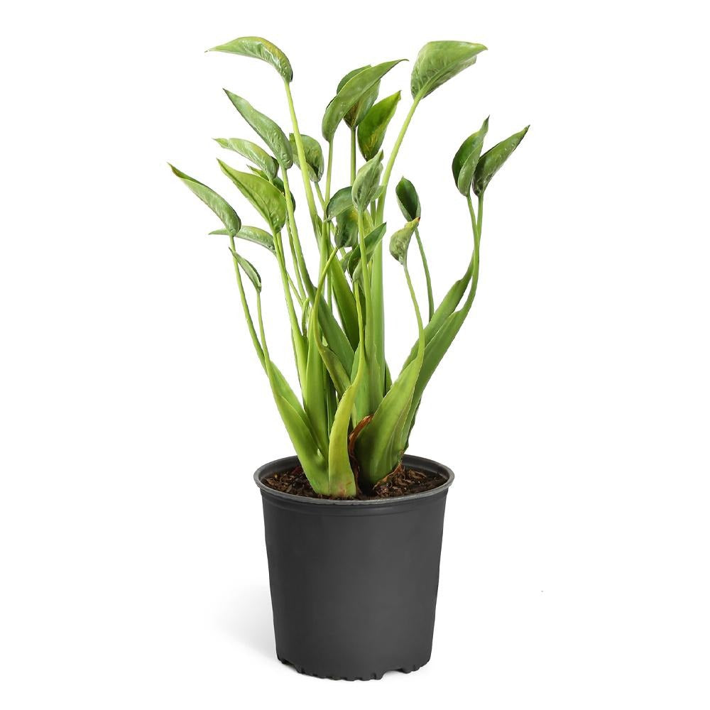 Tiny Dancer Alocasia Plant