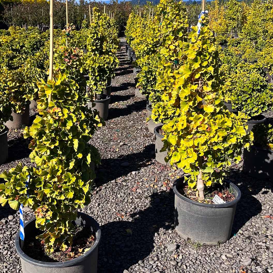 Everton Broom Ginkgo Tree