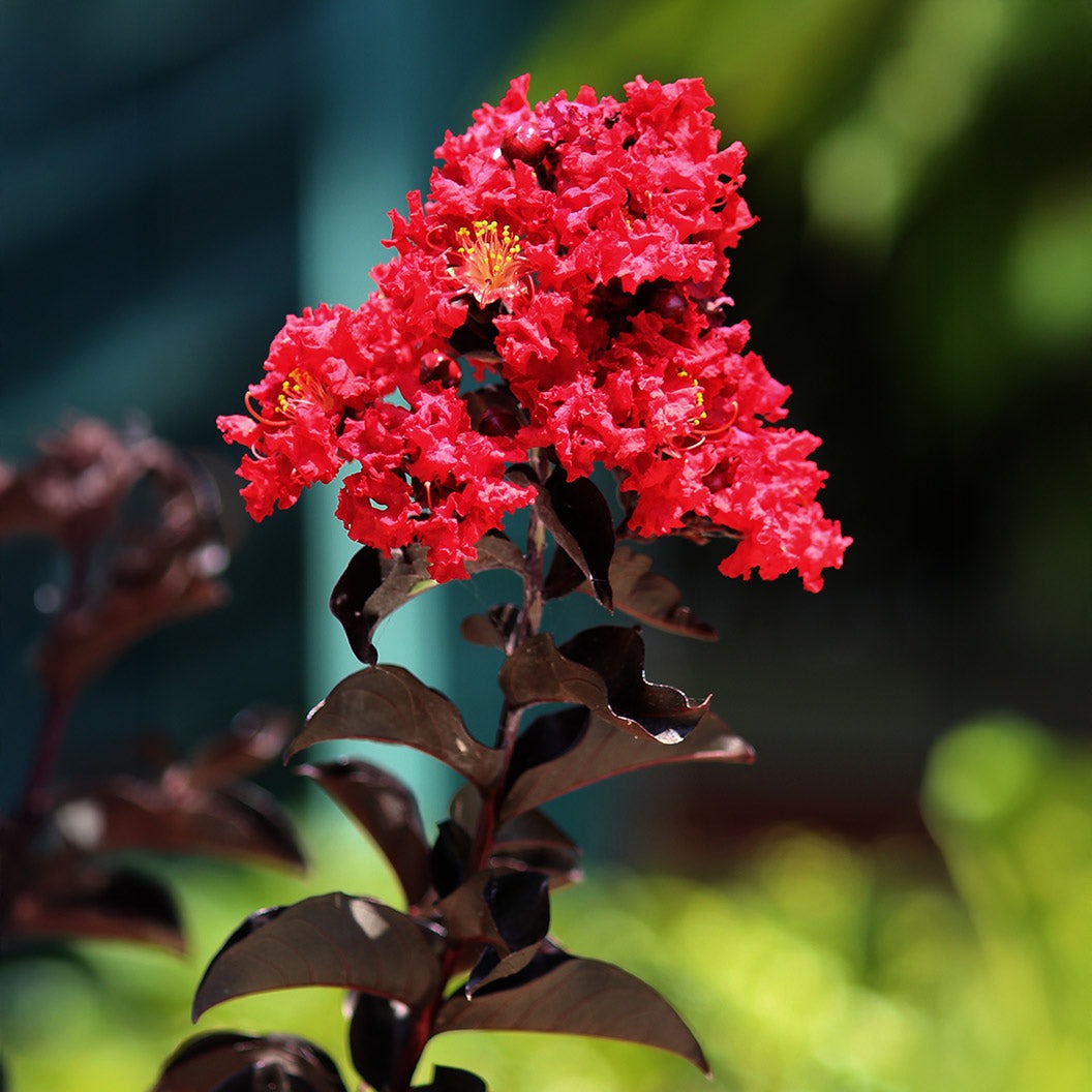 Black Diamond® Crimson RedTM Crape Myrtle