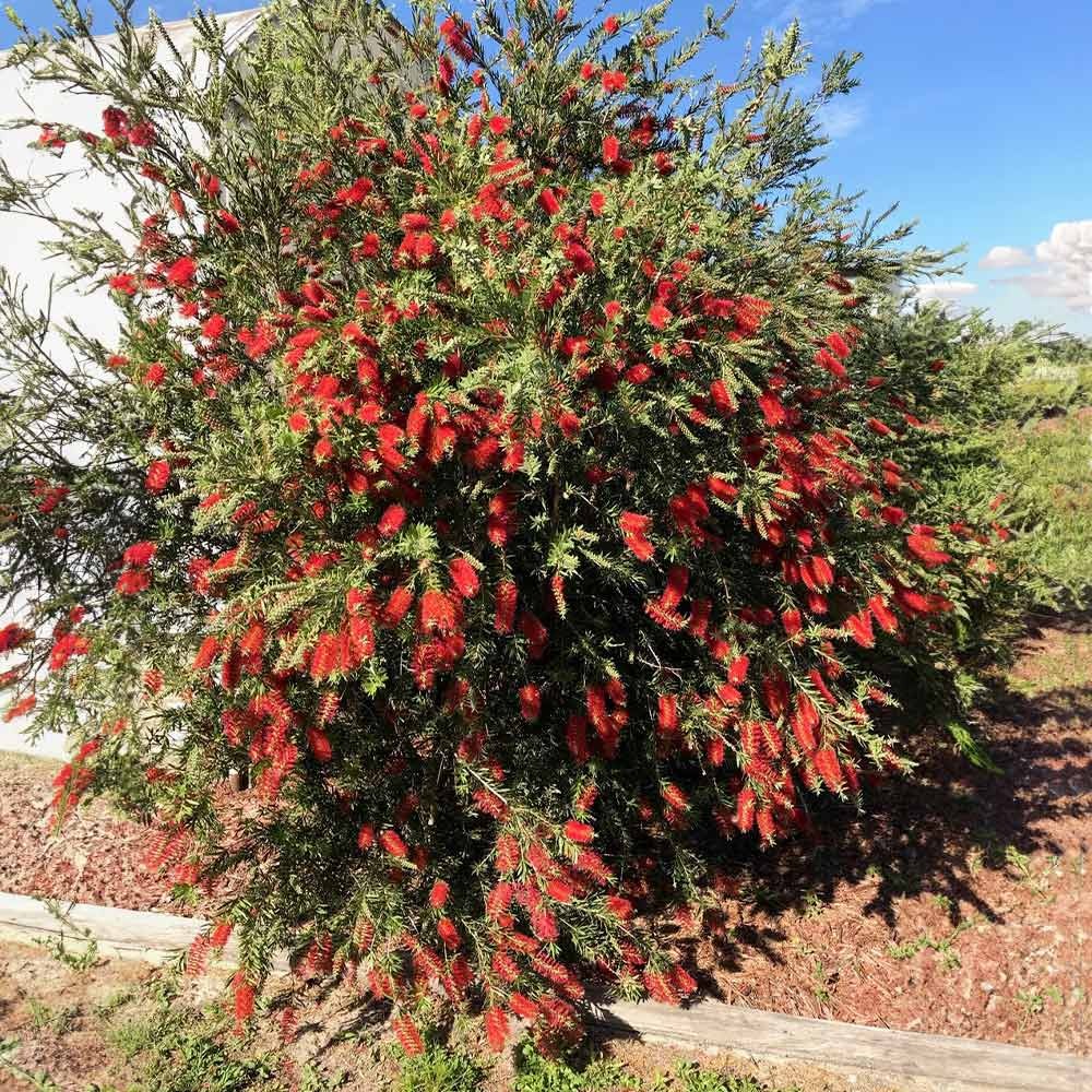 SlimTM Bottlebrush Shrub