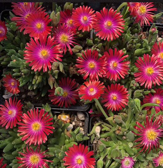Jewel of the Desert Garnet Ice Plant