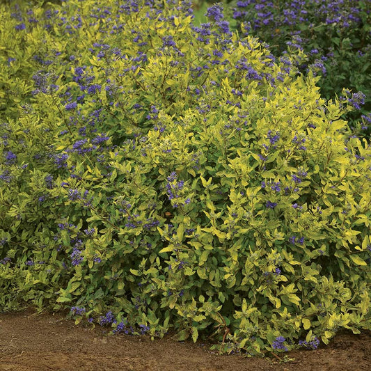 Gold Crest Bluebeard Plant