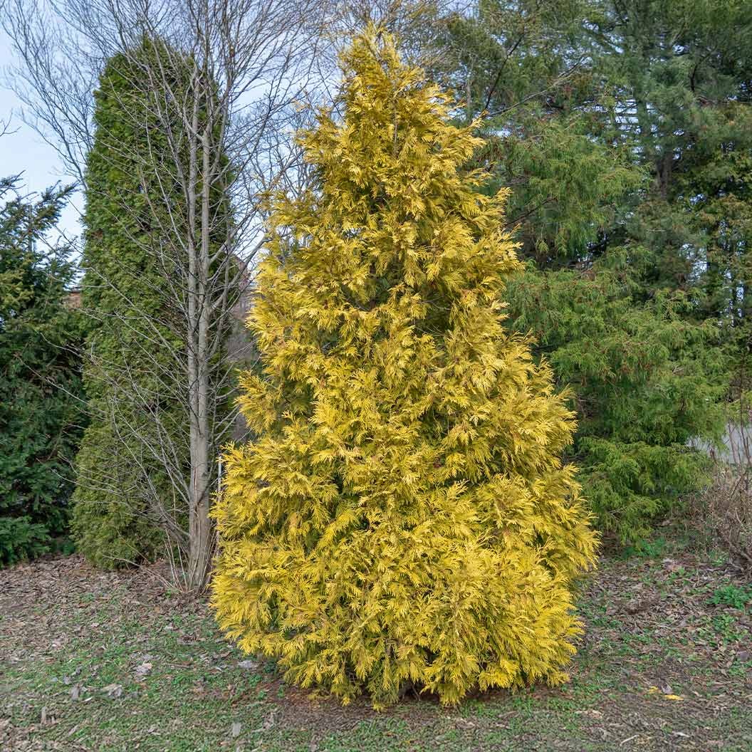 Southern Living® HighlightsTM Arborvitae Thuja