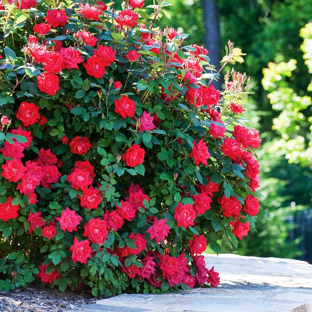 Rose Bushes