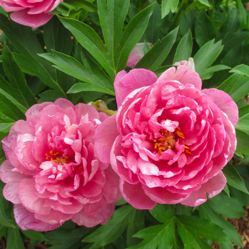 Garden Candy® Strawberry SwirlTM Itoh Peony Plant