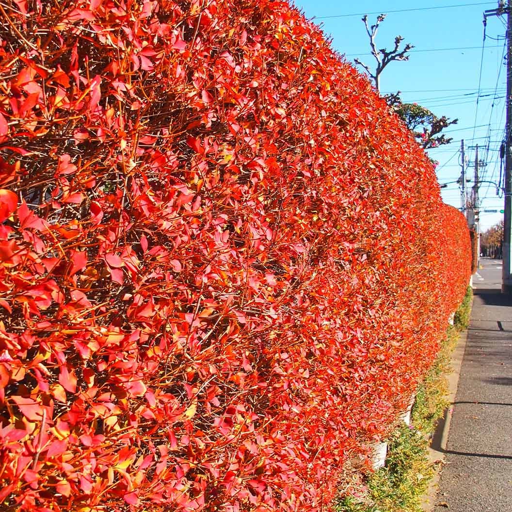 Jan Iseli Red® Enkianthus Shrub