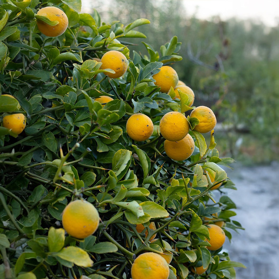 Weeping Dragon Orange Tree