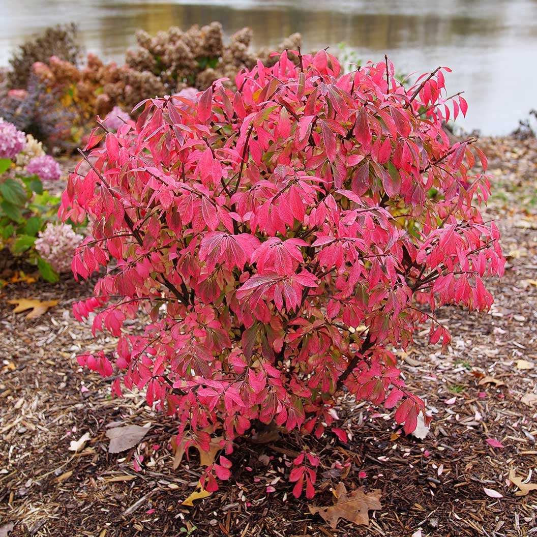 Proven Winners® Fire Ball SeedlessTM Burning Bush