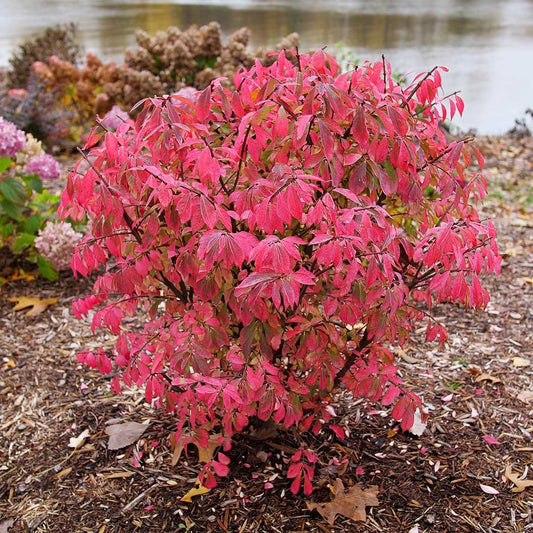 Proven Winners® Fire Ball SeedlessTM Burning Bush