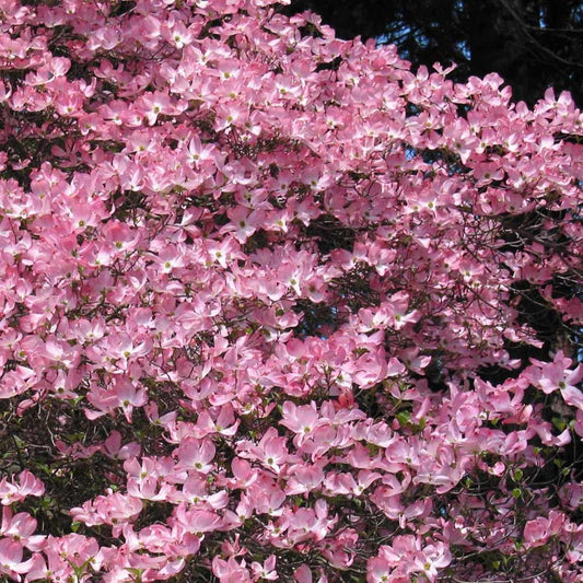 Pink Dogwood Tree