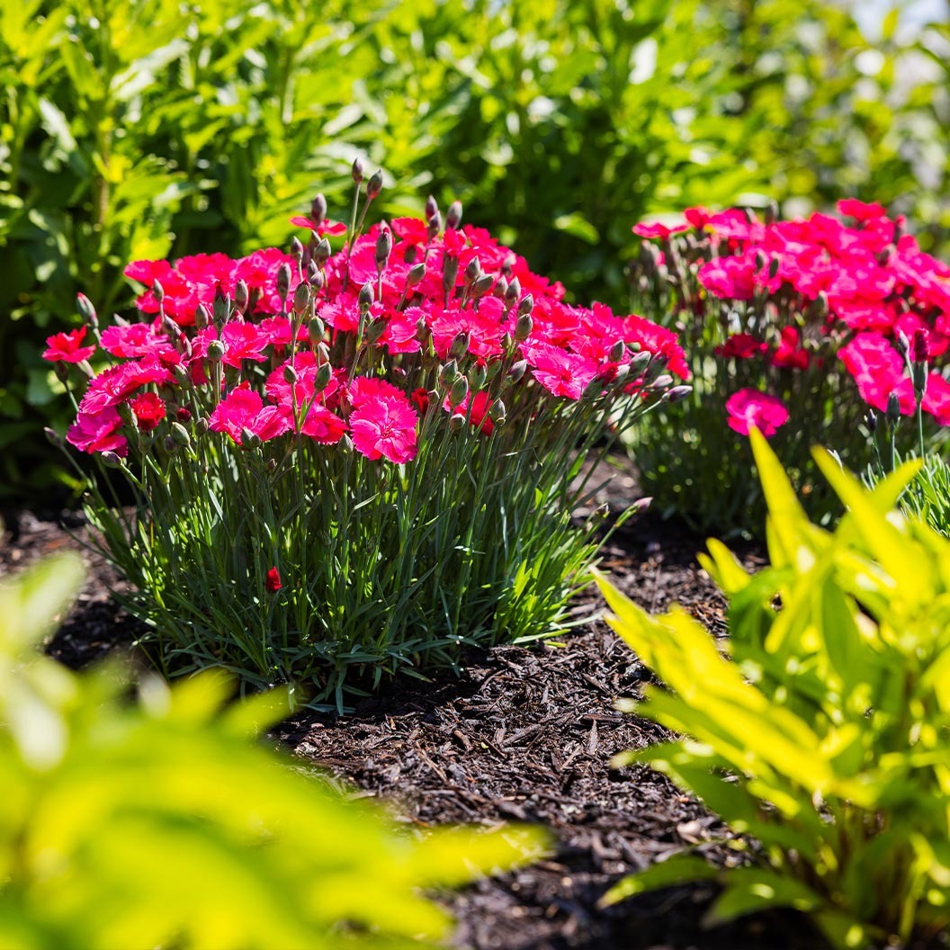 Glamour TimeTM Dianthus Plant
