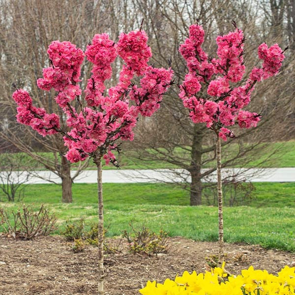 Ruby RuffleTM Patio Peach Tree