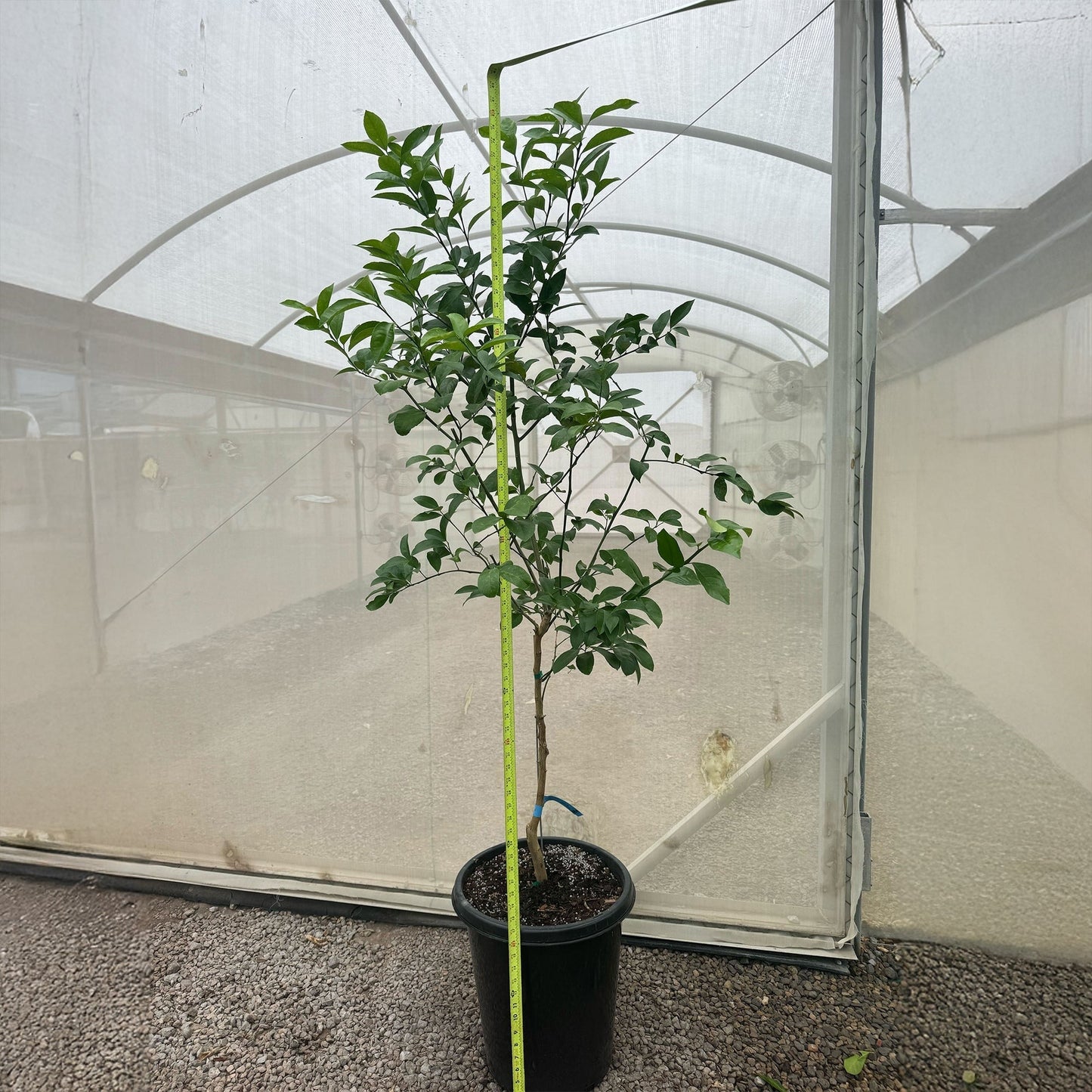 Meyer Lemon Tree