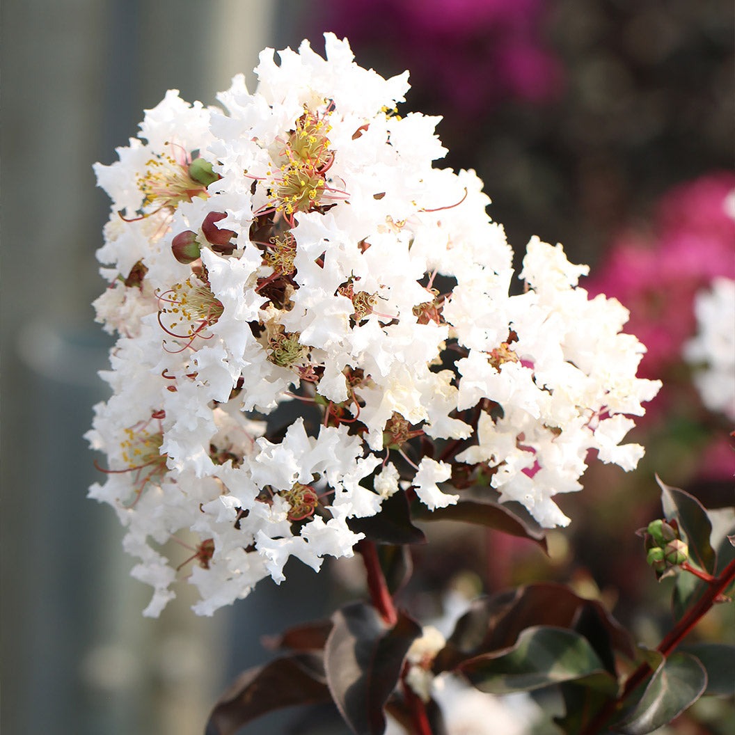 Black Diamond® CrystallineTM Crape Myrtle