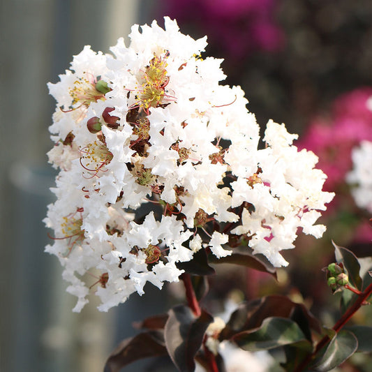 Black Diamond® CrystallineTM Crape Myrtle
