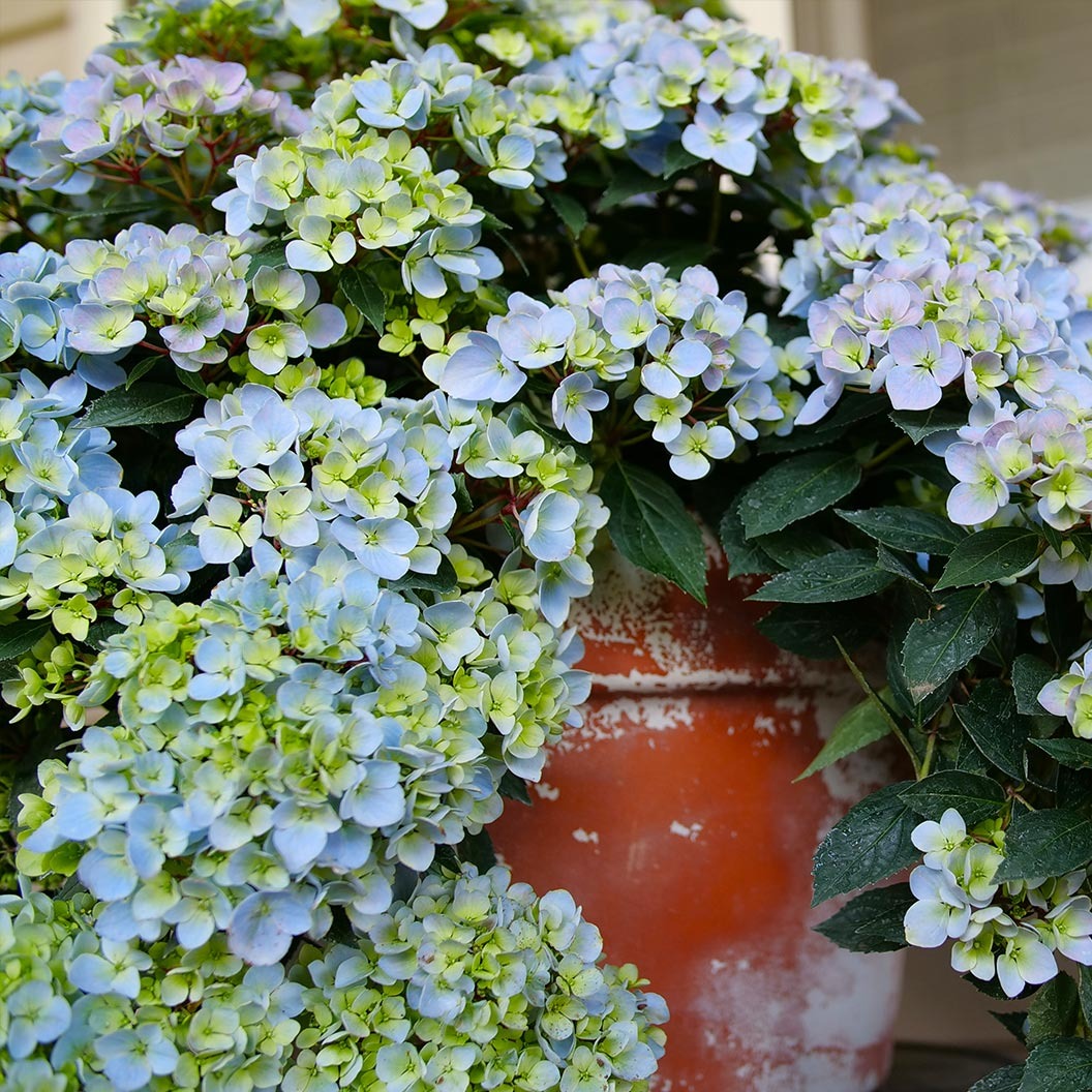 Proven Winners® Fairytrail FrescoTM Cascade Hydrangea