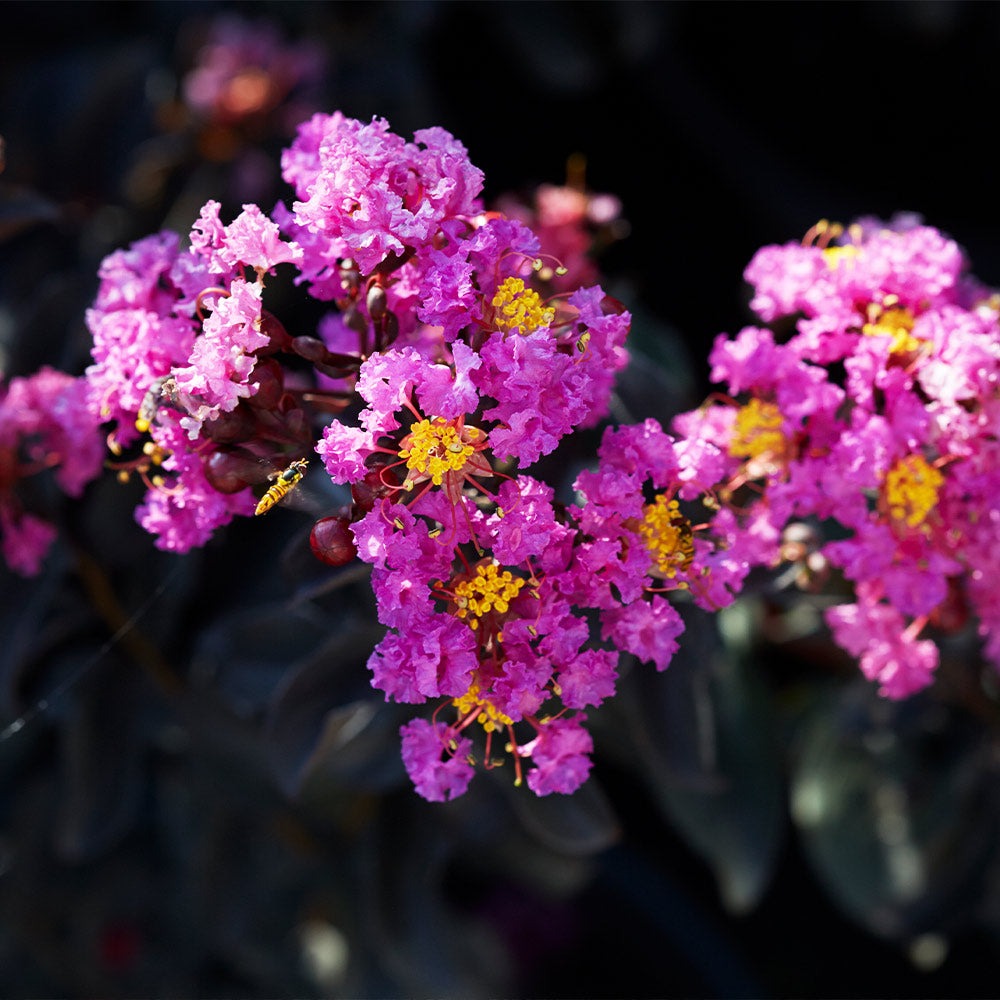 Black Diamond® Purely PurpleTM Crape Myrtle Tree