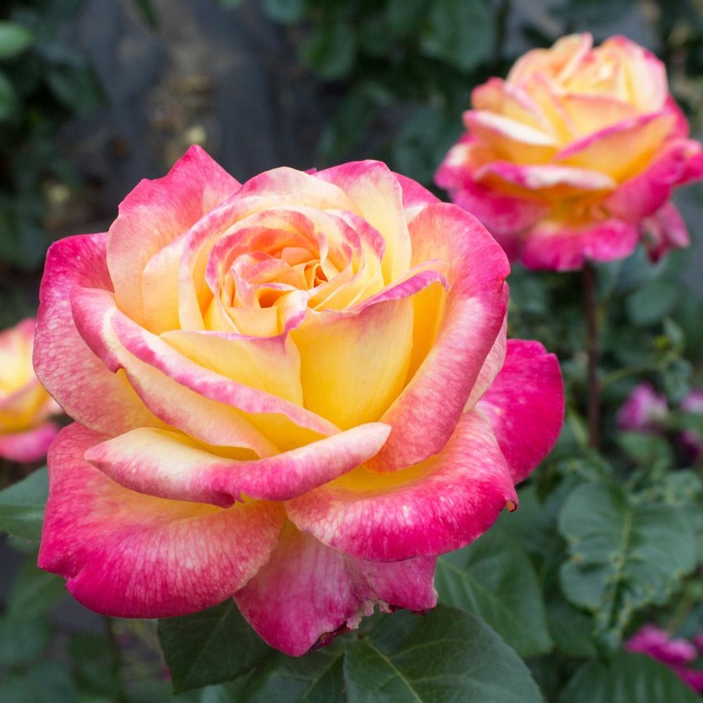 Rose Bushes