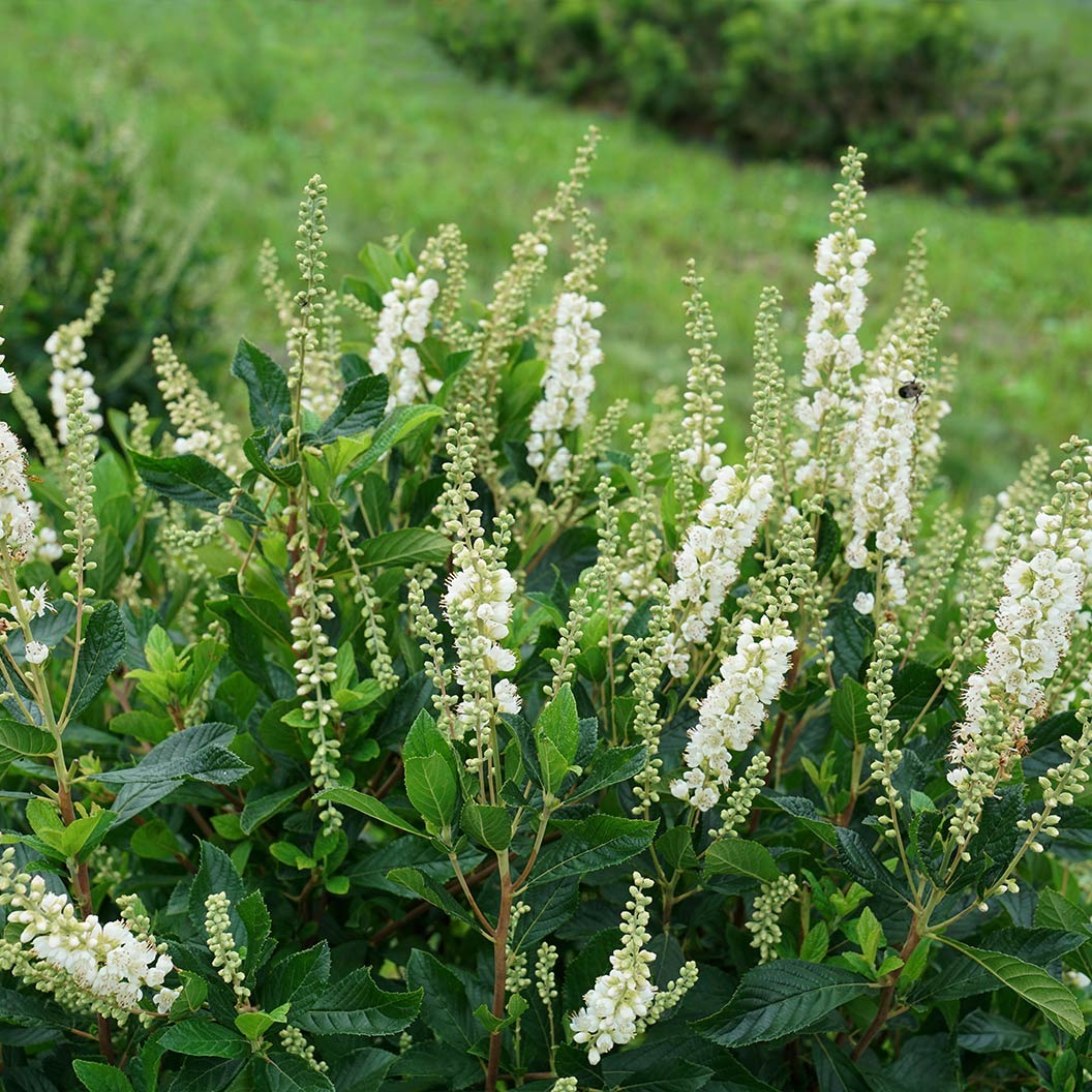 Proven Winners® Ripple EffectTM Summersweet Clethra Shrub