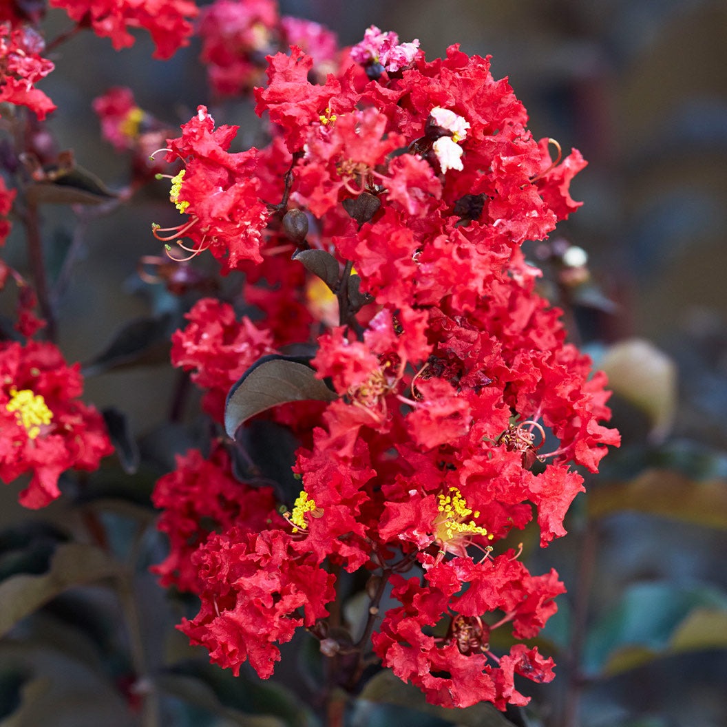 Black Diamond® Crimson CrownTM Crape Myrtle Shrub