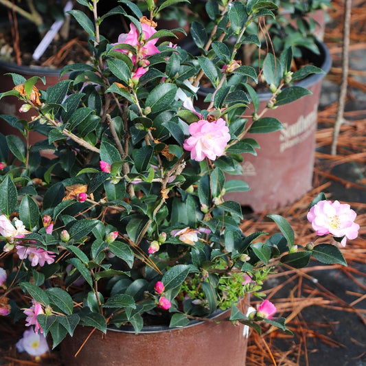 Southern Living® October Magic® OrchidTM Camellia Shrub