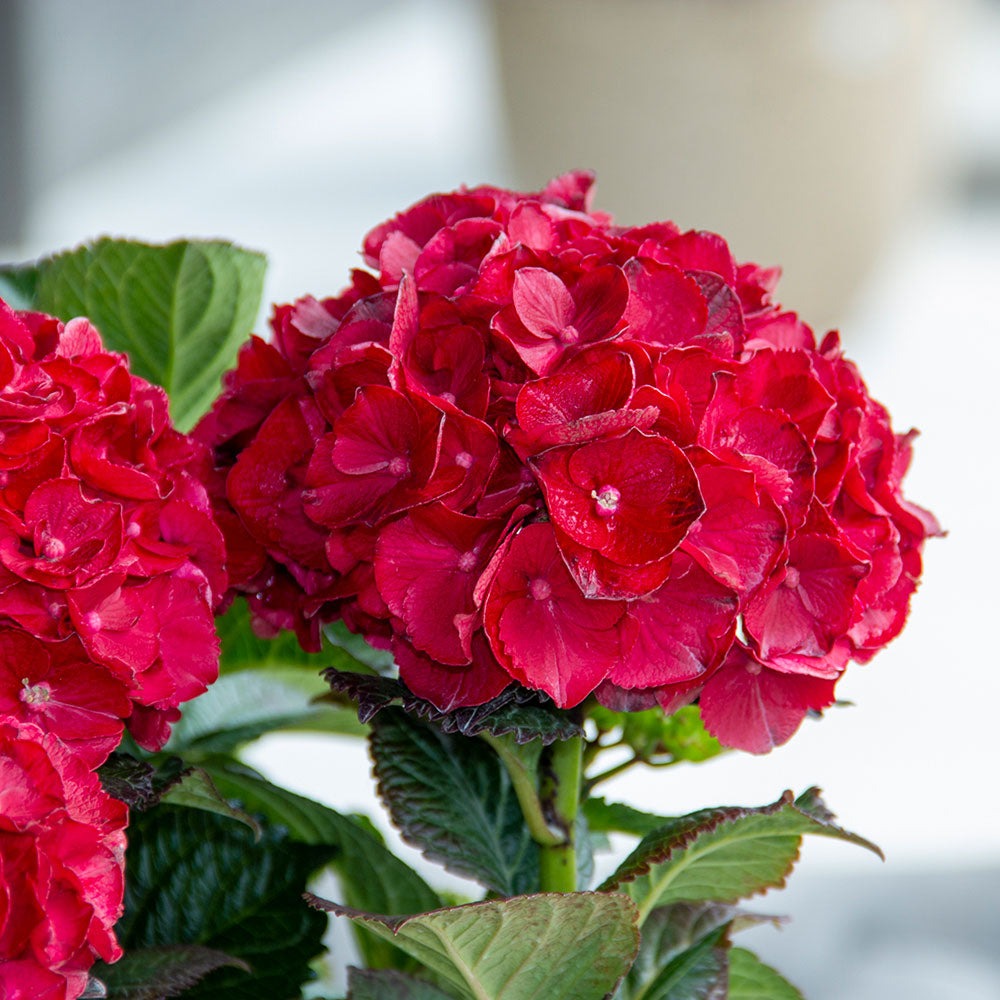Cherry-Go-RoundTM Hydrangea Shrub