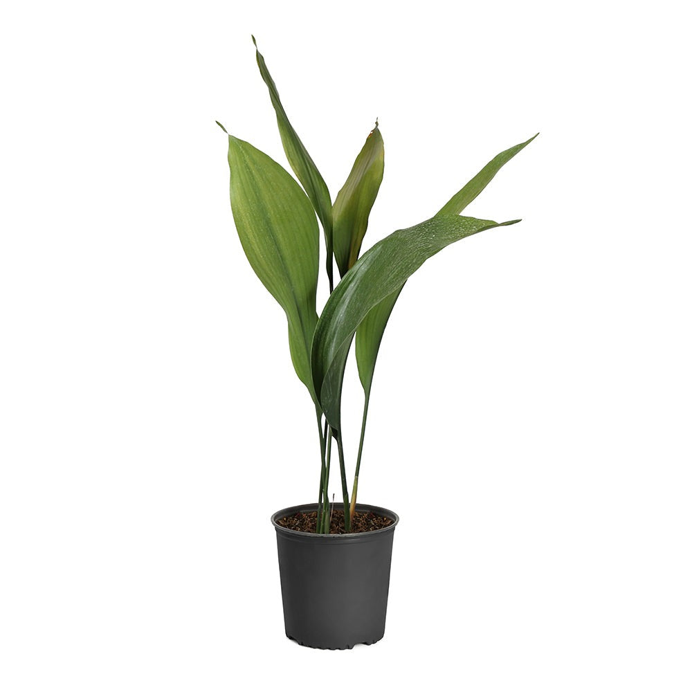 Cast Iron Plant